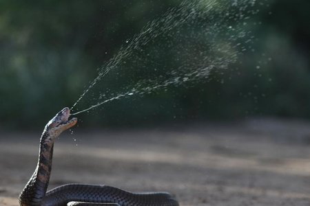 Die Mosambiekse Spoegkobra